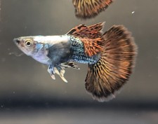 Red Dumbo Dragon Male Guppies x2