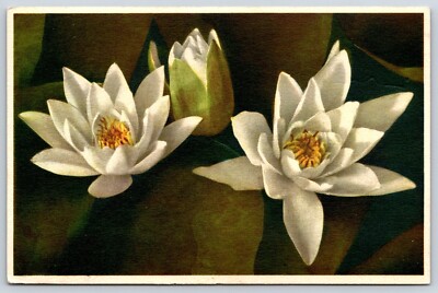 White Water Lily Thor E Byger Postcard