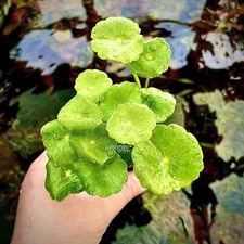 Hydrocotyle Verticillata (Umbrella Pennywort) Aquarium Plants Factory®