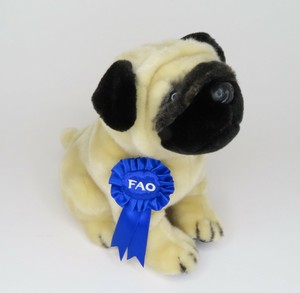 buy chihuahua puppy near me