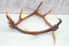 3 Abwurfstangen Rothirsch, ideal als Lampe