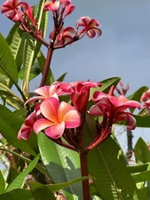 Pink Plumeria Fresh Starter Cutting Single Head 10inch Unrooted x1