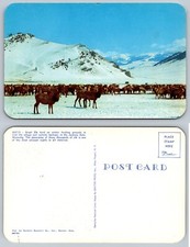 Elk Herd Winter Feeding Grounds Jackson Hole Wyoming WY Postcard
