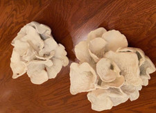 2 LARGE White Sea Coral Table Sculpture Ocean Beach Coastal Decor 11"x11"x9"