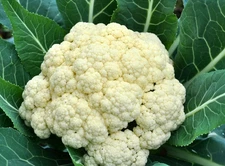 Organic Snowball CAULIFLOWER Non-Gmo Heirloom 50+ Garden Vegetable SEEDS