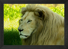 White lion Framed Wall Art Poster Canvas Print Picture