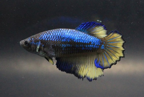 Live Betta Fish Pet Fancy Blue Yellow HM#1 Female Plakat Thai Girl Breed Rare AA - Picture 8 of 24
