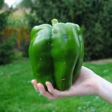 30+ EMERALD GIANT BELL PEPPER SEEDS - SWEET - NON GMO - HEIRLOOM - ORGANIC