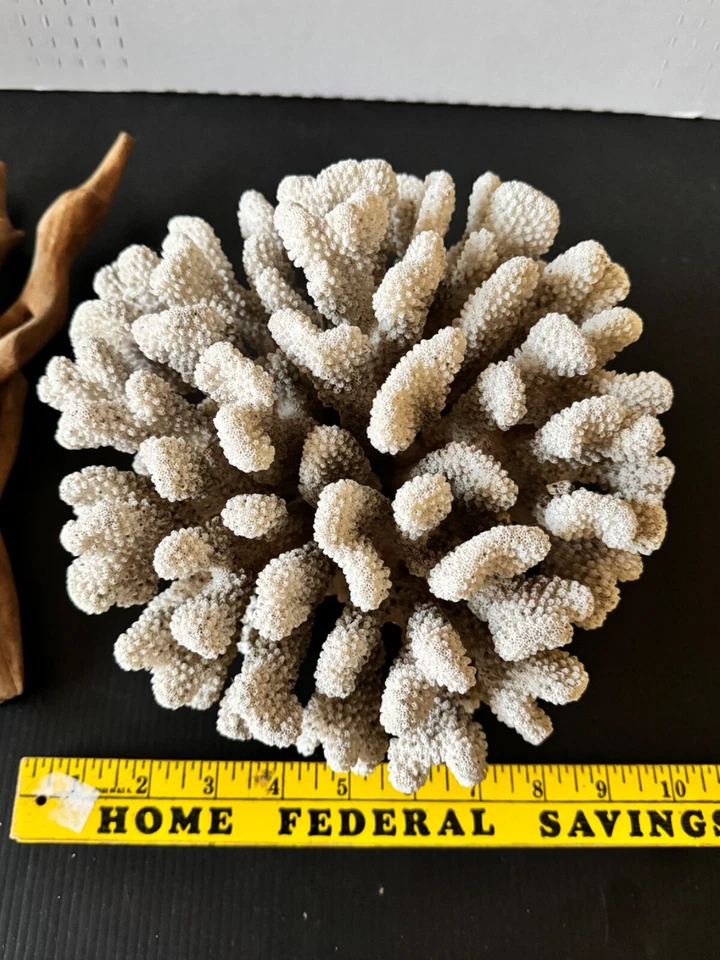 Soporte trípode cocodrilo africano coliflor coral blanco natural 5 libras 10 x 10 x 6 Foto 2 de 4