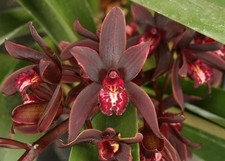 Cymbidium Australian Midnight.  Warm Growing Orchid, Plant Shipped in 3" Pot