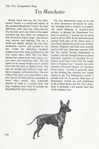 The Toy Manchester Terrier - CUSTOM MATTED - Vintage Dog Art Print - "G"