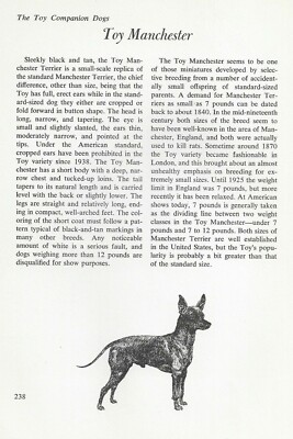 The Toy Manchester Terrier - CUSTOM MATTED - Vintage Dog Art Print - ''G''