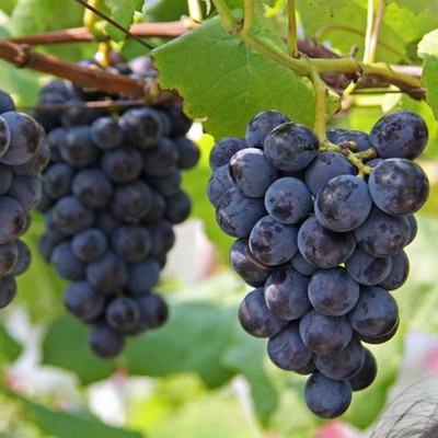 Kyoho Grape Seedss 100 pcs (Vitis vinifera) Vines Table Grape