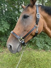 Leaders Premium Leather Halter For Full/Horse size Featuring Patent Leather