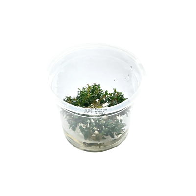Bucephalandra Super Mini Ghost Tissue Culture | Buce Aquarium