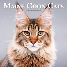 Carousel Calendars,  Maine Coon Cats 2026 Wall Calendar, 12'' X 12'', 16-Month C