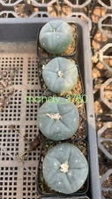 1PC LW Succulent Cactus Plant Beautiful Cactus Garden Décor Boutique