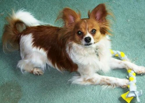 Cuerda de Lana Handmade/Tug Toy Dog Toys