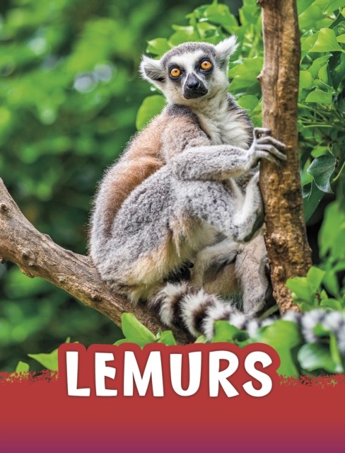 Lemurs by Jaclyn Jaycox (Paperback Book)