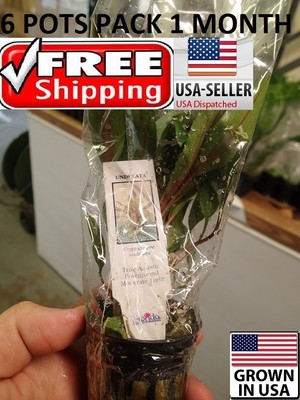 6 Pots of Cryptocoryne Undulata Plants  Easy Aquarium aquascaping planted tank  