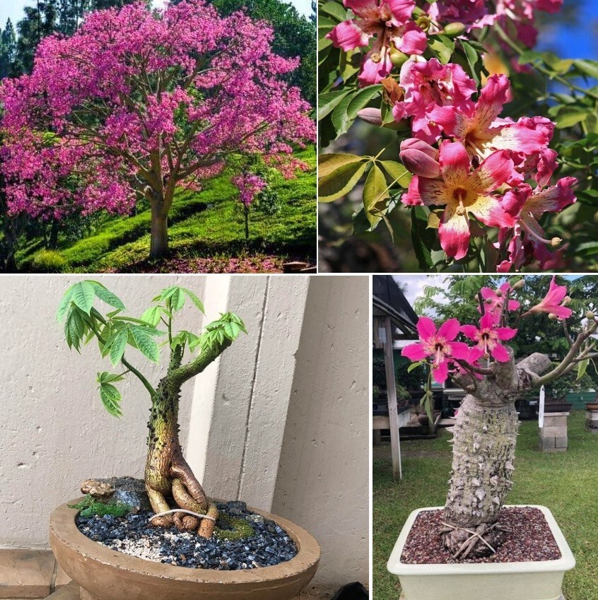 Ceiba Speciosa | Chorisia | 10 seeds | RARE Silk Floss Tree | Same Day  Dispatch | eBay UK