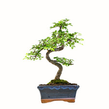 Bonsai Baum mit Keramik Blumentopf - Chinese elm - ca. 7 Jahre (15 cm Schale)