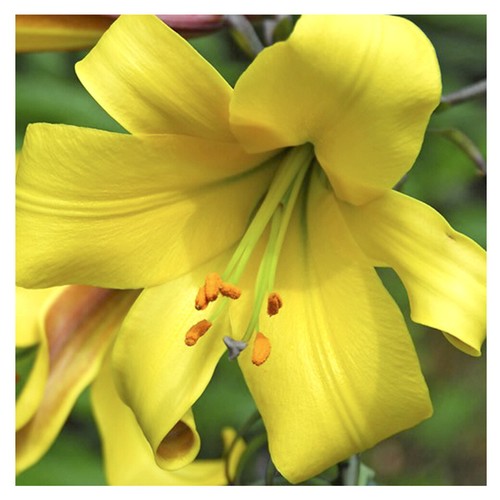Lilienzwiebeln Sets bunte Blumenzwiebeln Lilium Zwiebeln Knollen Lilien Blüte - Bild 27 von 89