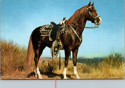Postcard brown horse in black saddle Hoss