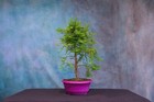 Bald Cypress Pre-Bonsai Tree! Vibrant Foliage! Cold Hardy!