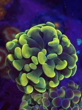 LCK Holy Grail Hammer Aquacultured WYSIWYG Live coral frag Lps Sps