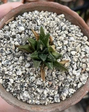 Ariocarpus Bravoanus Hintonii