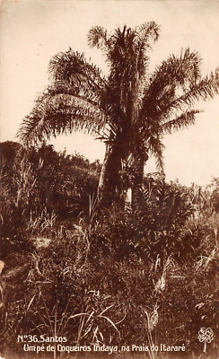 RPPC COCONUT PALM Santos Sao Paulo Brazil 1919 Photo Postcard