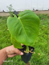Monstera Deliciosa Split Leaf Philodendron Beautiful sml Philodendron Plant