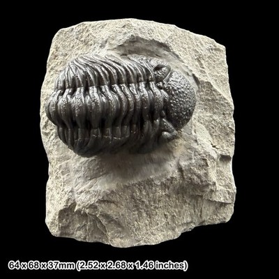 Phacops Trilobit Fossil A Klasse Devon Marokko Taboumakhlouf Formation