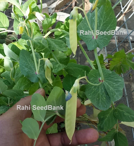 Golden-Yellow Snow Peas - A Rare & Most Desired Beautiful Peas Variety - 5 Seeds - Picture 10 of 12
