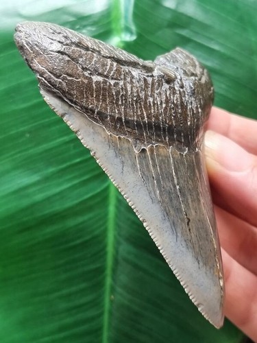 9,7 cm Diente en forma de daga del fósil de diente de tiburón megalodón - Imagen 5 de 6