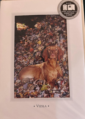 Vizsla  Vintage  Greeting Cards By Otter House Uk 1999