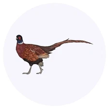 24 x 'Pheasant' Stickers - for Crafts, Scrapbooking and Labelling (SK00034725)