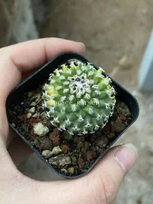 Turbinicarpus pulcherrimus RareSucculent  Plant Garden Décor Boutique 2.5-3.5CM