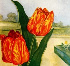 Tulip Lithograph 1920 Flower Print Myron Van Brunt Floral Garden Art DWDD16