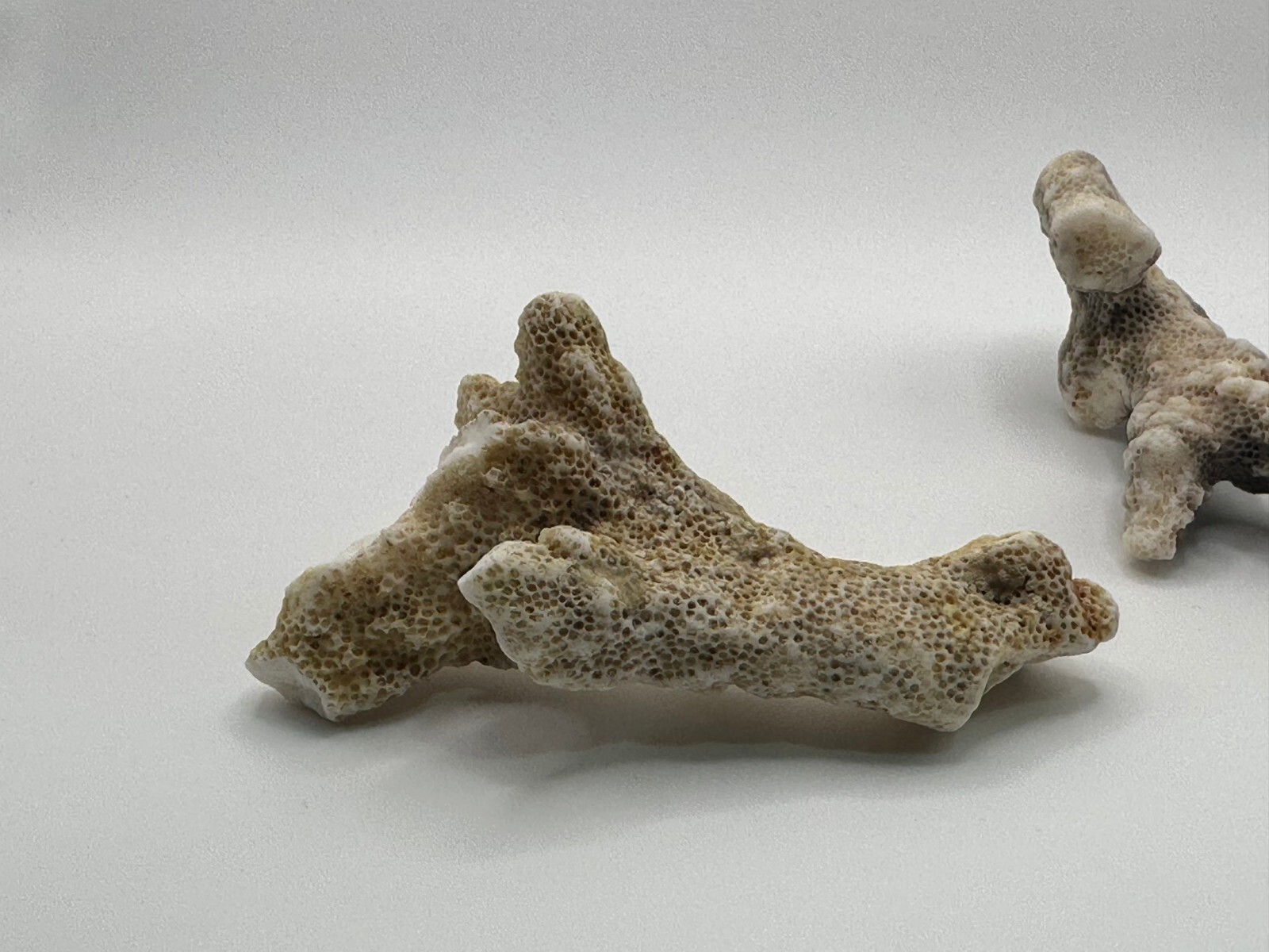 Pure Unique Natural Dead Sea Stones Coral Reef Fossils Four Small Rocks