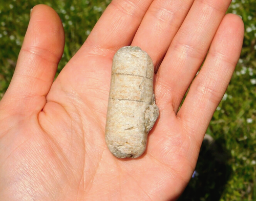 Natural Crinoid Fossil with Vibrant Sheen 30g Missouri USA Collectors Specimen - Picture 17 of 18