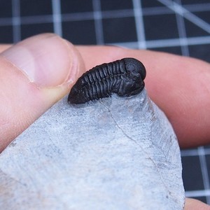 16mm Trilobite Gerastos (Proetus) granulosus Devonian Trilobiten Arthropods 2531