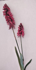 ARTIFICIAL Red hot poker stem