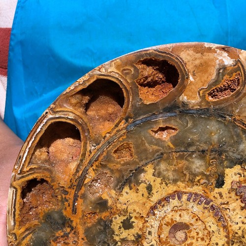 4,62 lb ¡Raro! Tentáculo natural amonita fósil espécimen concha curación Madagascar - Imagen 6 de 13