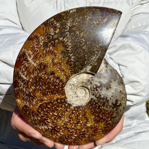 1.8LB Natural Spiral Seashell - Marine Biology Display & Coastal Decor - Picture 4 of 12