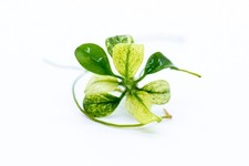 Buy 2 Get 1 Free  Mini Anubias Nana Petite White - Rare Small Aquarium Plant