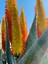 fairviewplants
