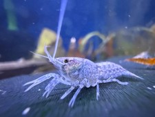 5 Blue Brazos Dwarf Crayfish Lobster American Cambarellus Texanus Colony Adults