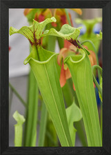 nepenthes carnivorous Framed Wall Art Poster Canvas Print Picture